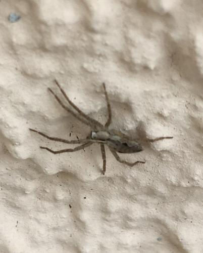 Pisaura mirabilis